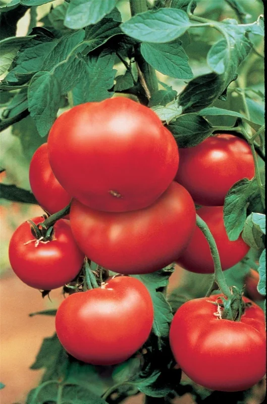 justseed3048169