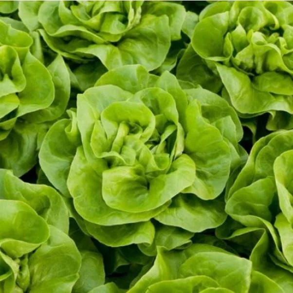 justseed3048336