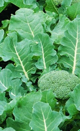 justseed3052606