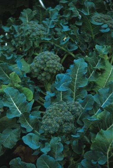 justseed3052622