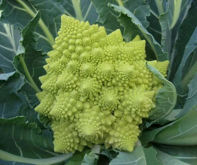 justseed3052670