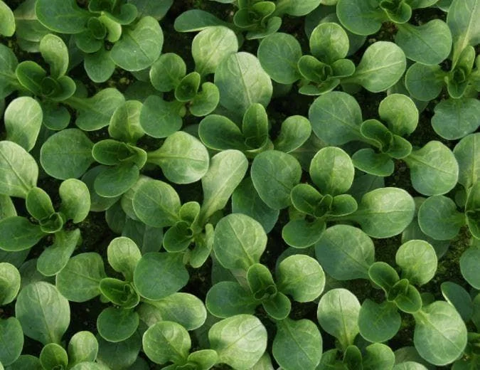 justseed3052685