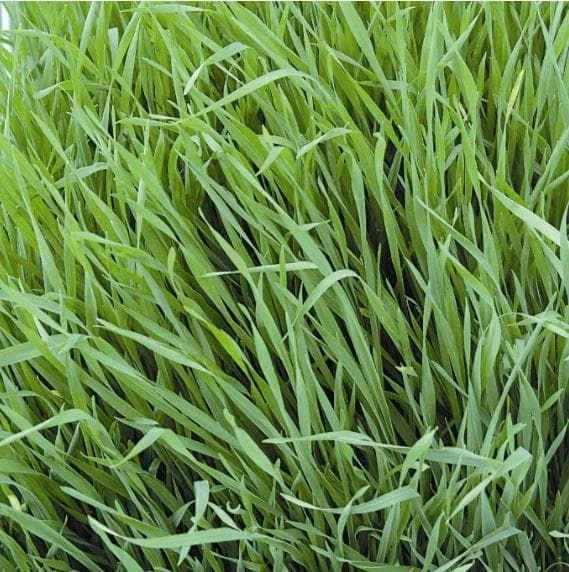 justseed3052771