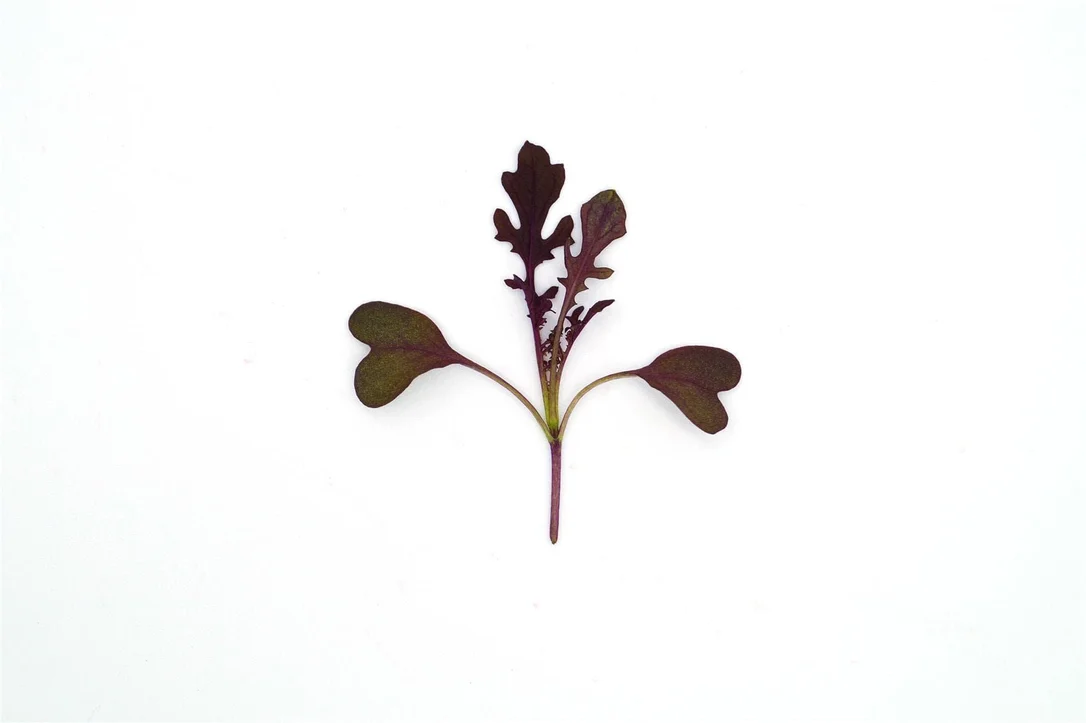 justseed3053518