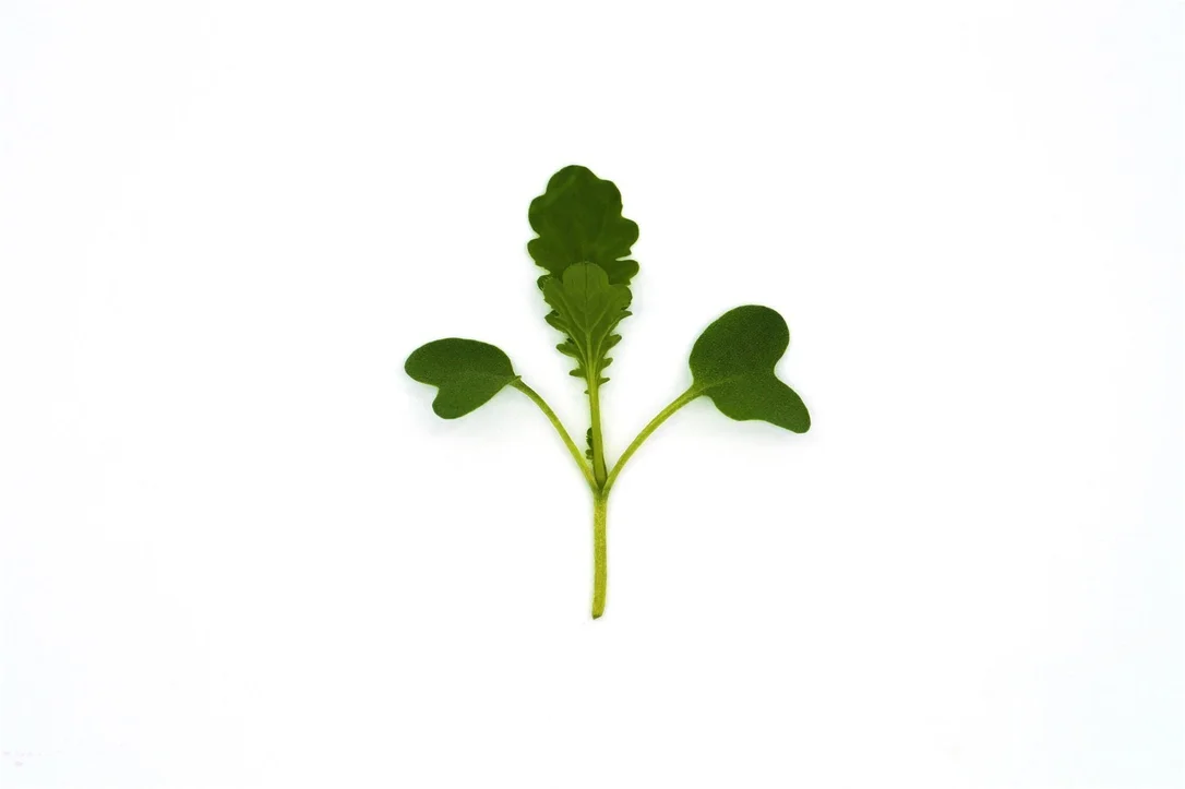justseed3053536