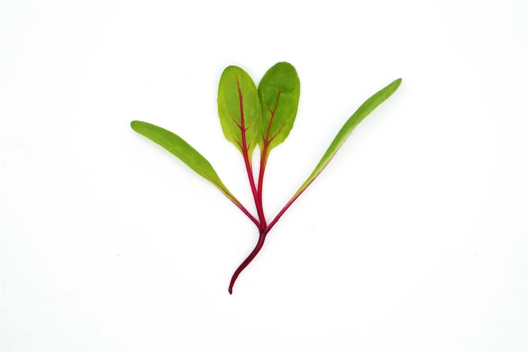 justseed3053560