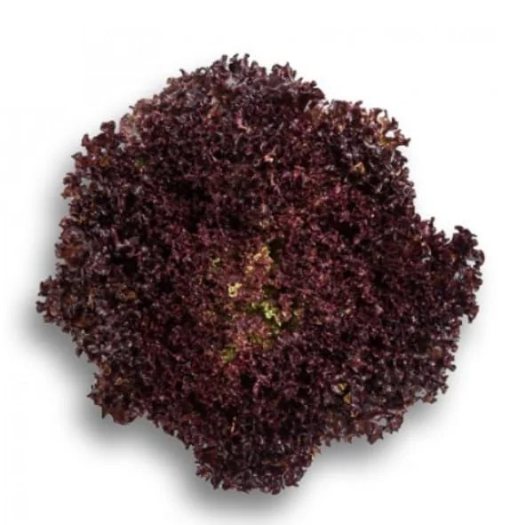 justseed3056745