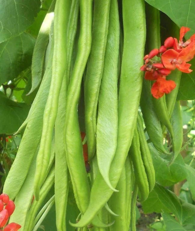 justseed3062282