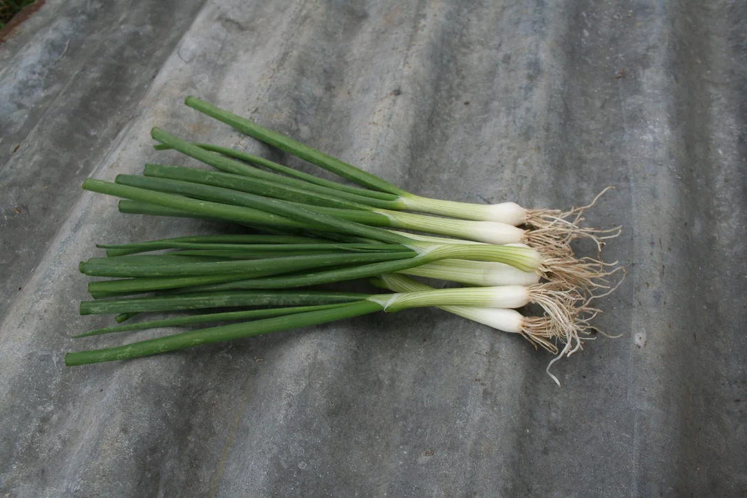 justseed3065822