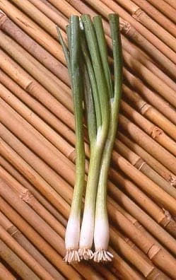justseed3065835