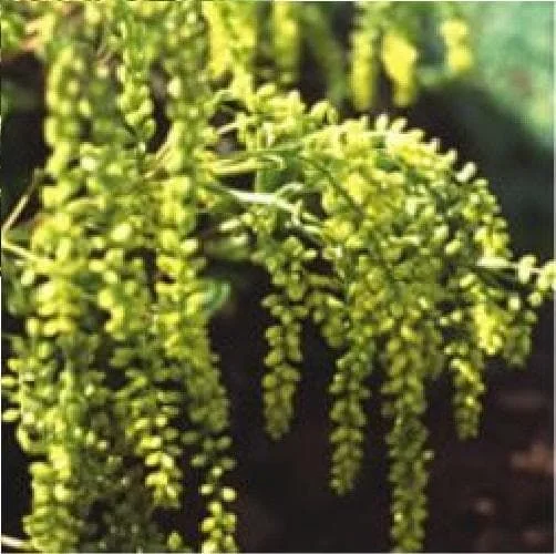 justseed3066265