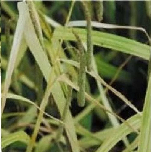 justseed3066357