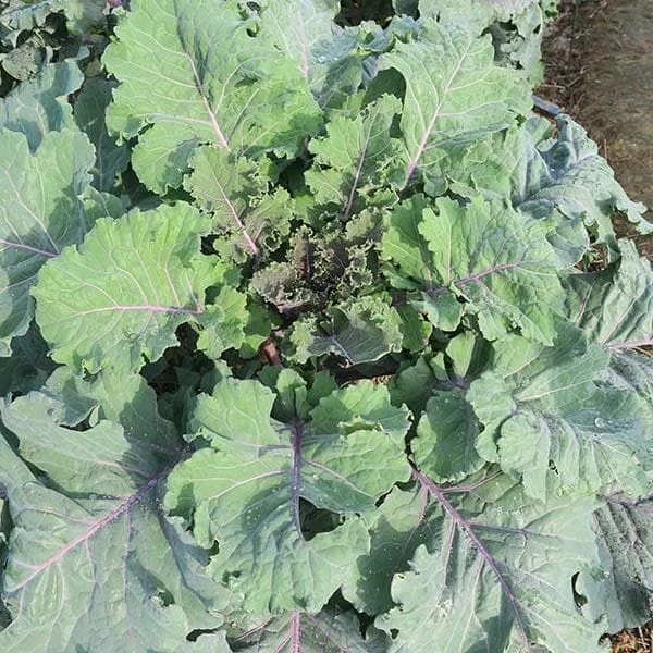 justseed3066524