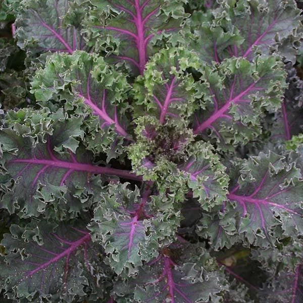 justseed3066538