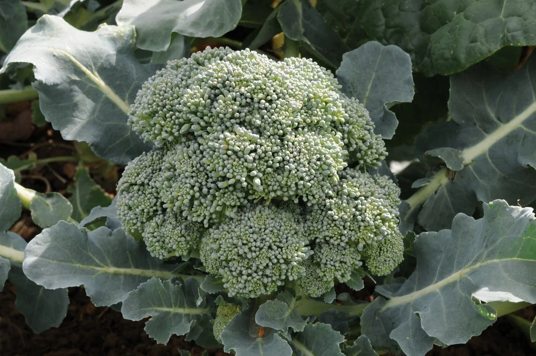 justseed3066571
