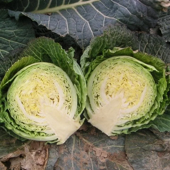 justseed3066976