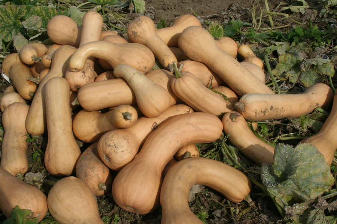 justseed3067087