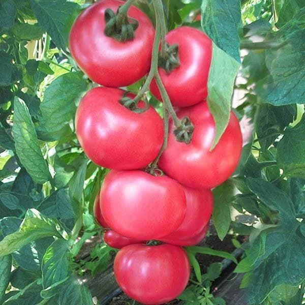 justseed3067204