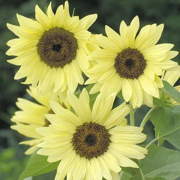 justseed3067563