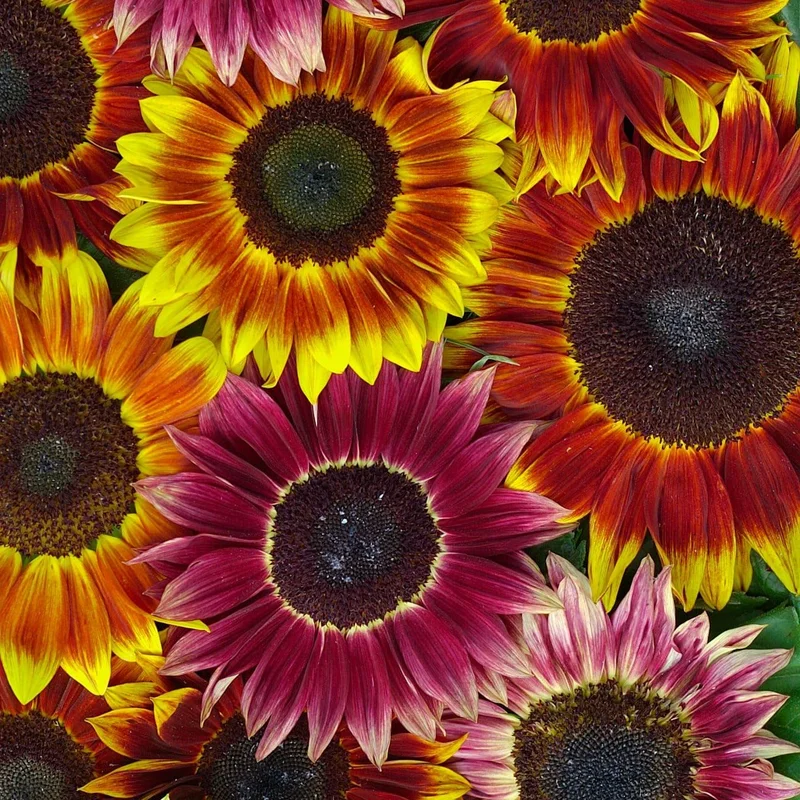 justseed3067582