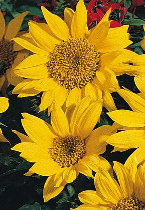 justseed3067621