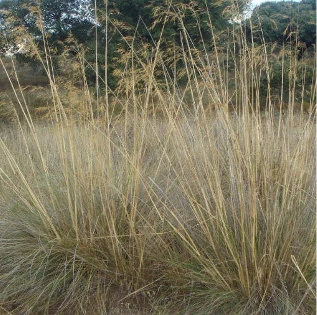 justseed3068082
