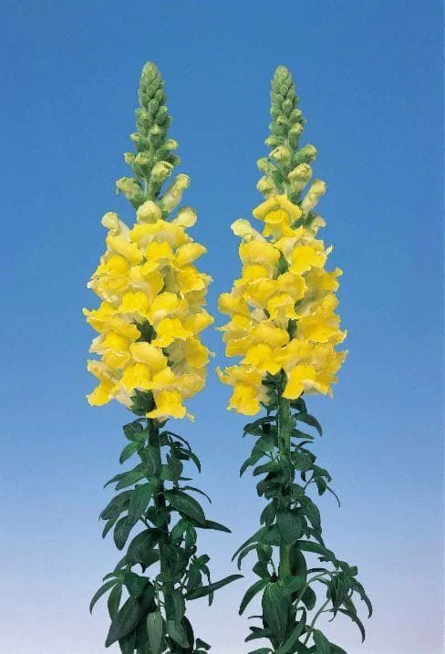 justseed3068942