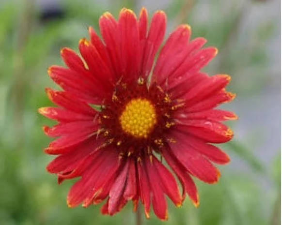 justseed3069218