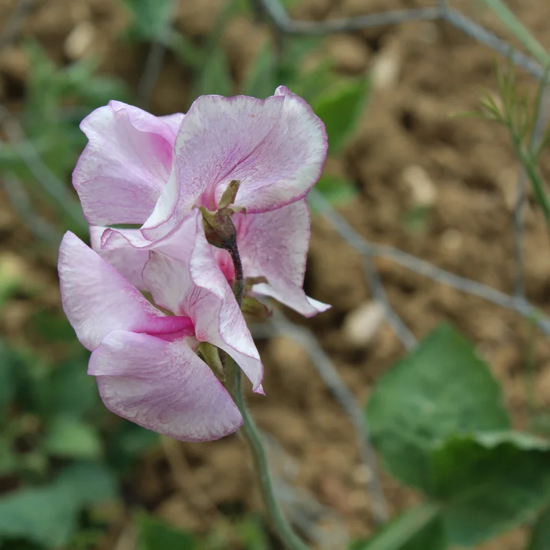 justseed3069339