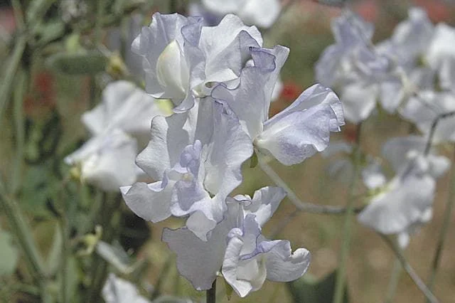 justseed3069373