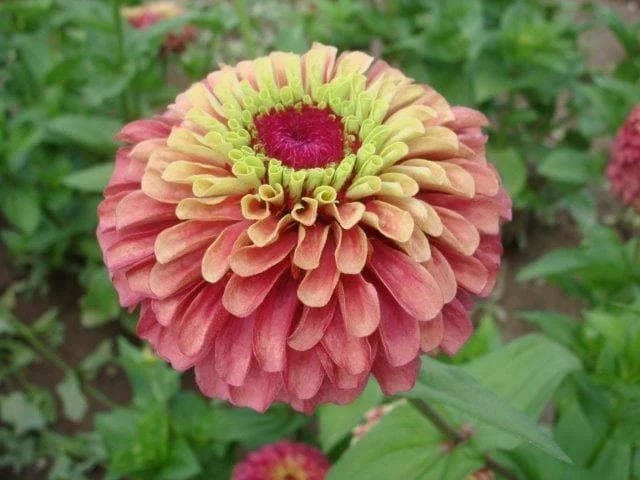 justseed3069600