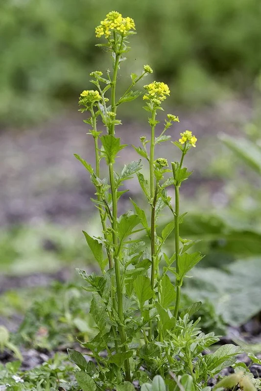 justseed3069790