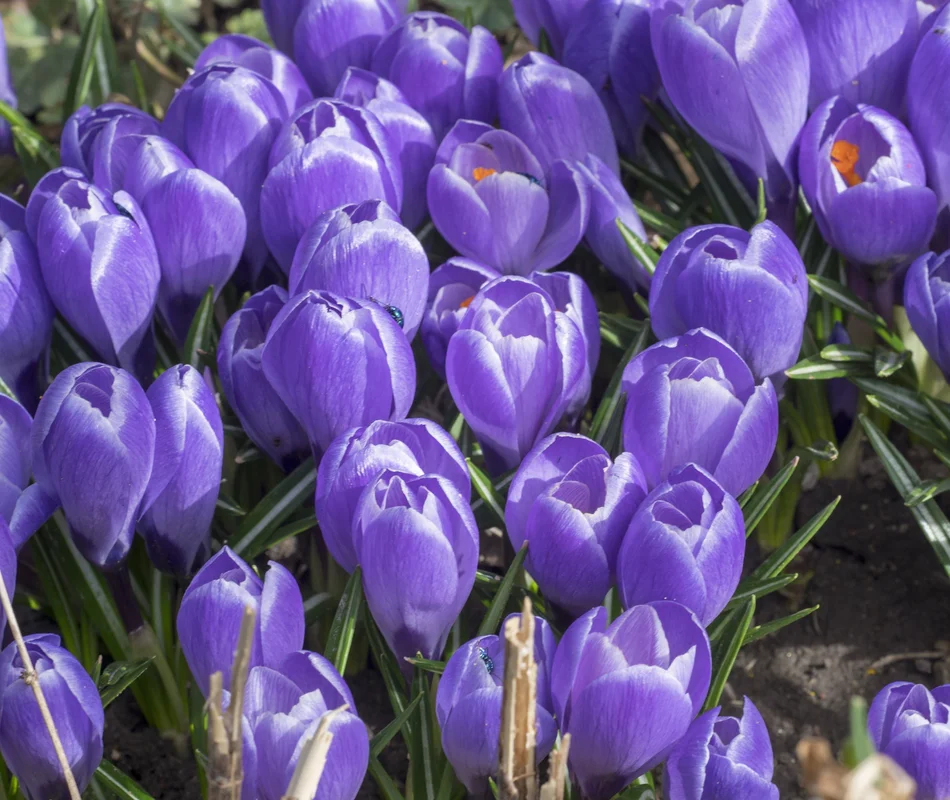 justseed3079187