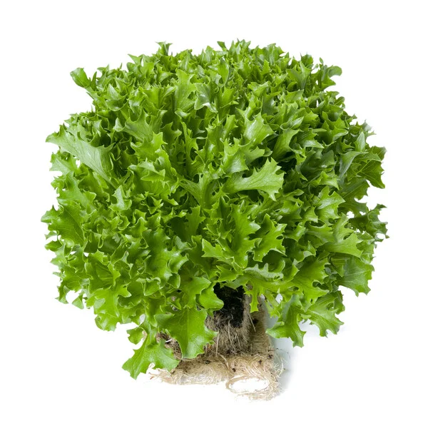 justseed3084157