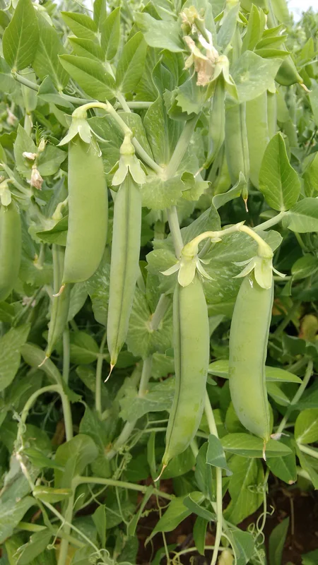 justseed3086257