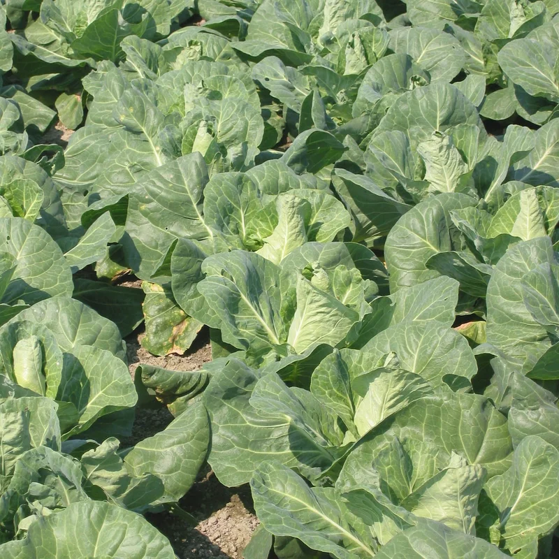 justseed3086738