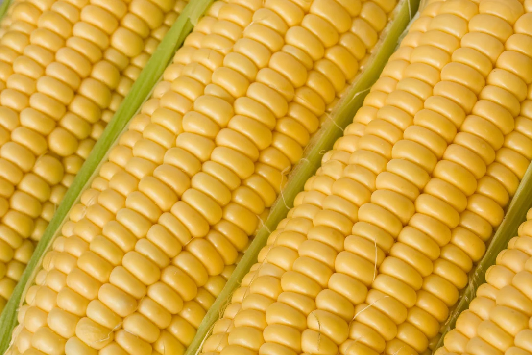 justseed3086829