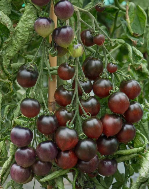justseed3087737
