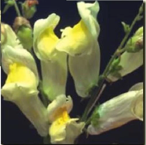 justseed3088031
