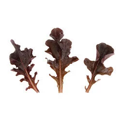 justseed3089018