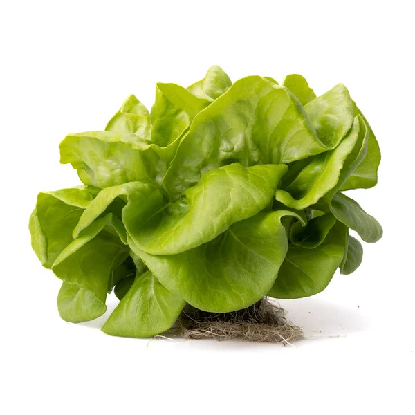 justseed3089089