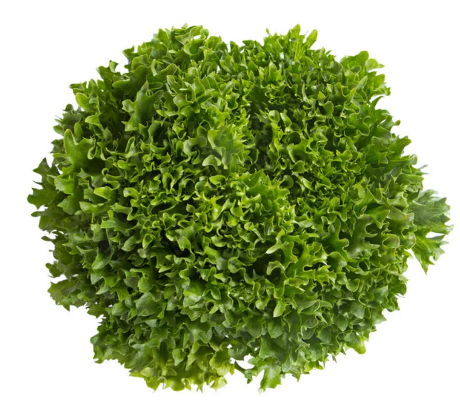 justseed3089363