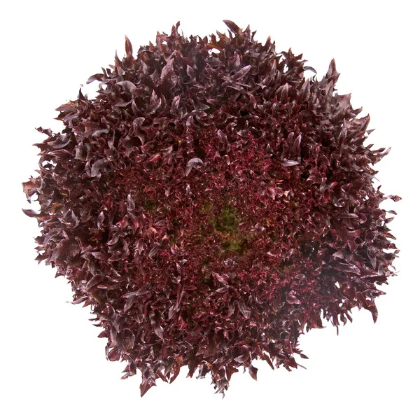 justseed3089424
