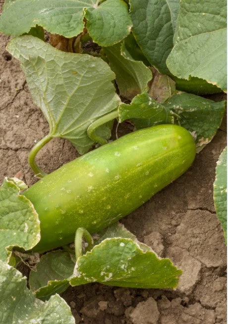 justseed3090107