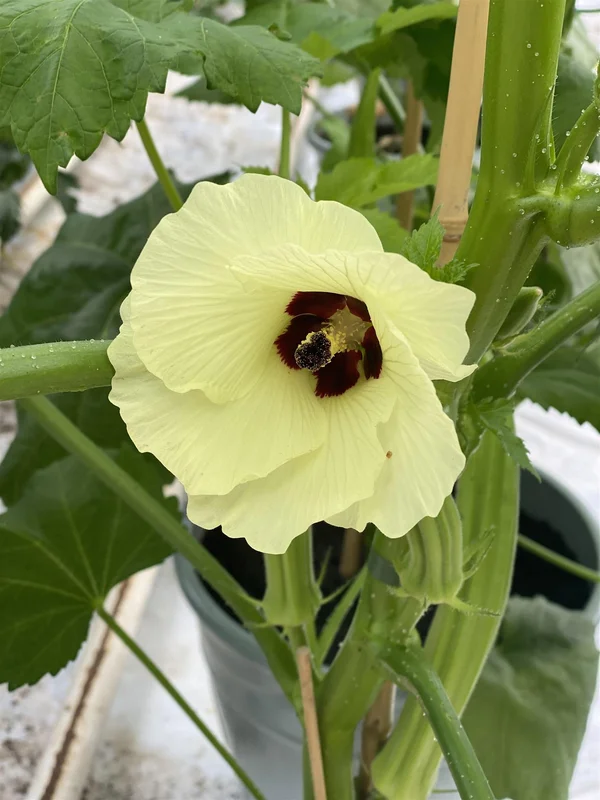 justseed3090167