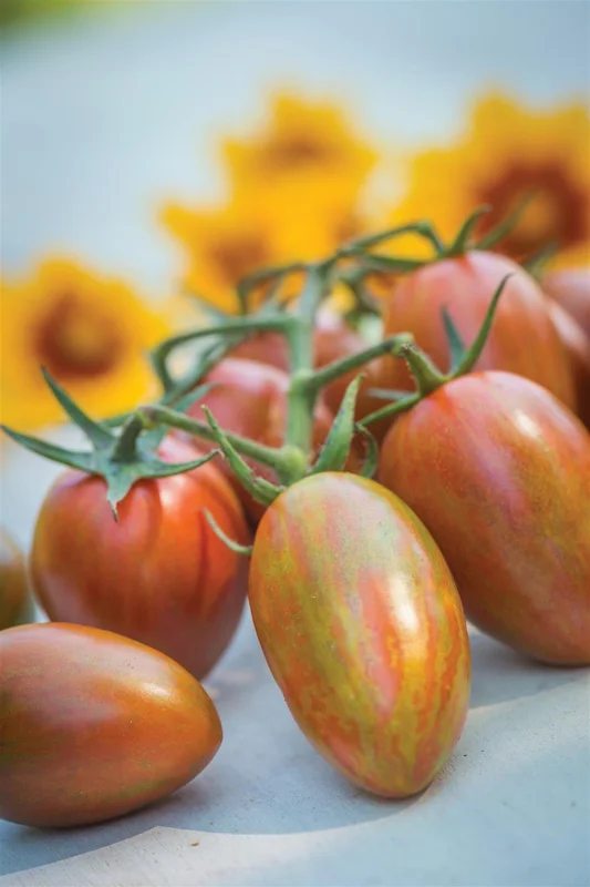 justseed3090264