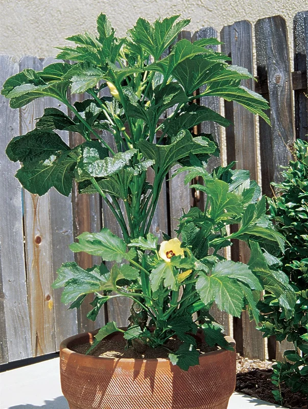 justseed3090449
