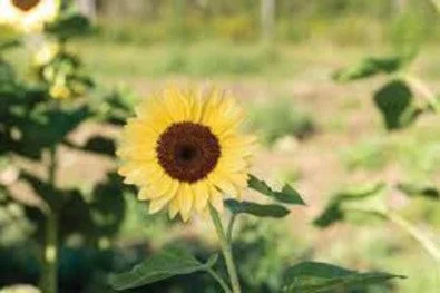 justseed3090584