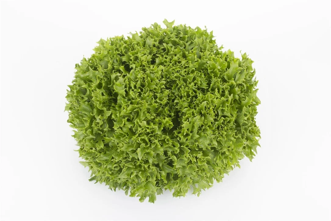 justseed3092836
