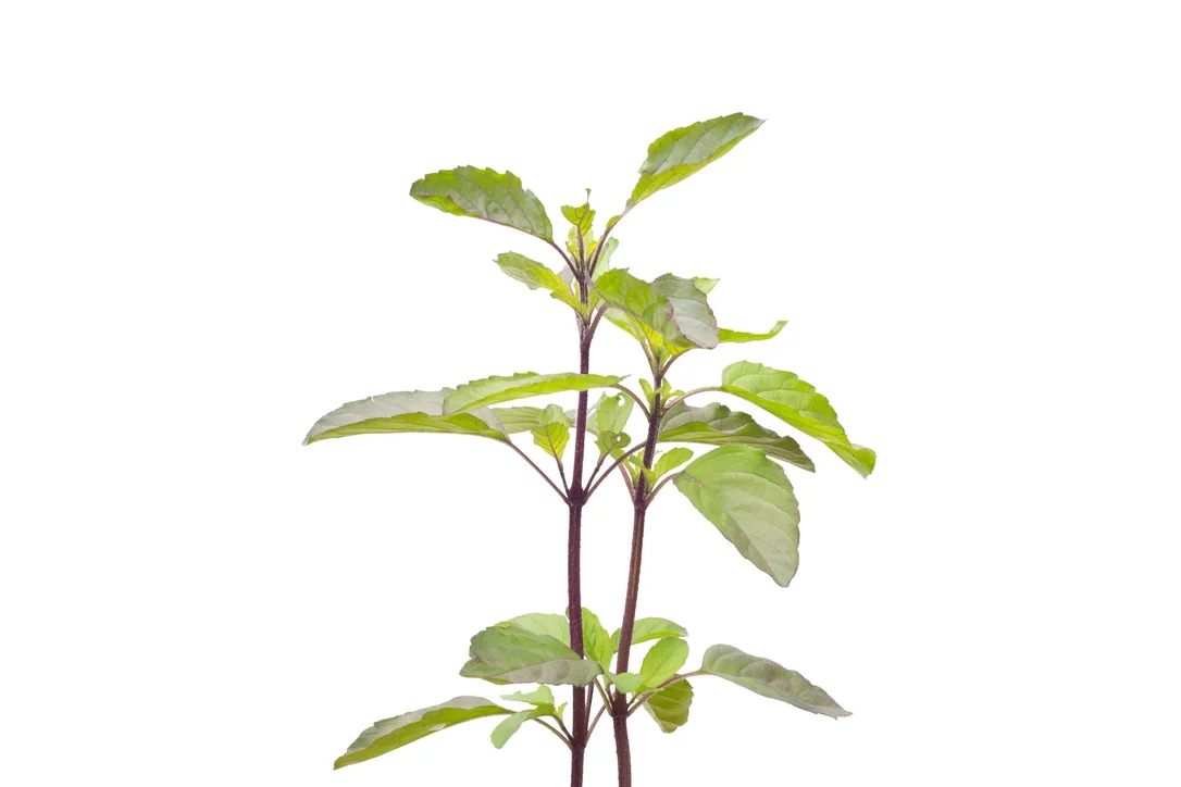 justseed3092992